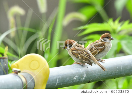 Sparrow Sparrow 69533870