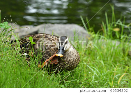 鴨 69534202