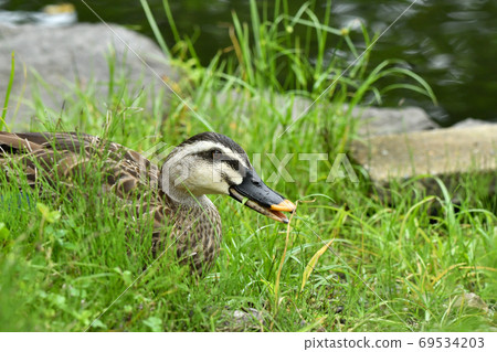 鴨 69534203