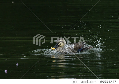鴨 69534217