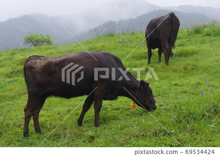 牧場 69534424