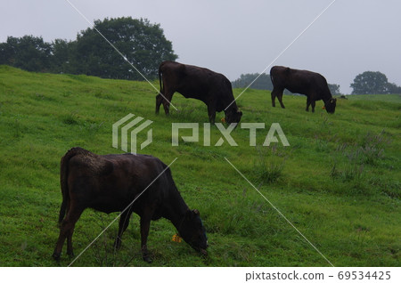 牧場 69534425