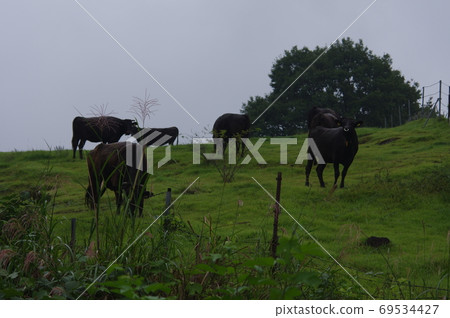Ranch 69534427