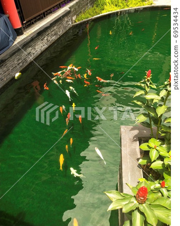 Koi fish in ponds and clear water 69534434