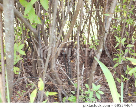 Totoro's world 69534464