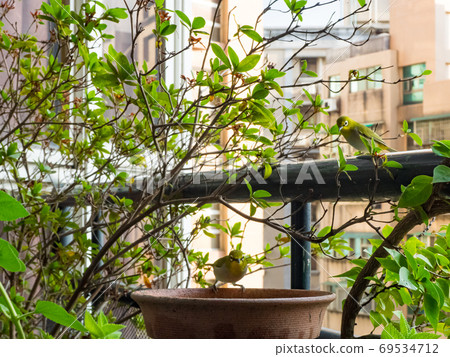 Japanese White-eye, Zosterops japonica in bath 69534712