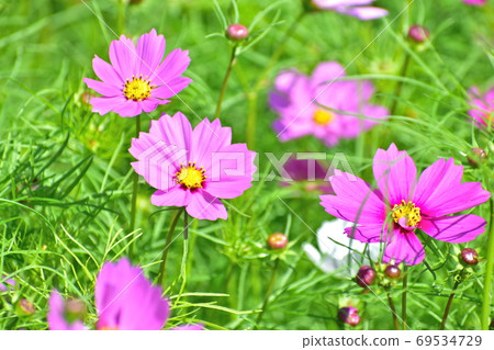 Cosmos Sera Kogen Farm 69534729