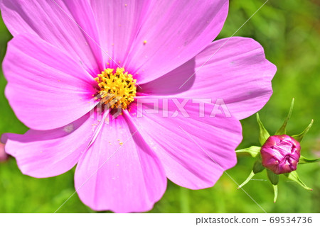 Cosmos Sera Kogen Farm 69534736