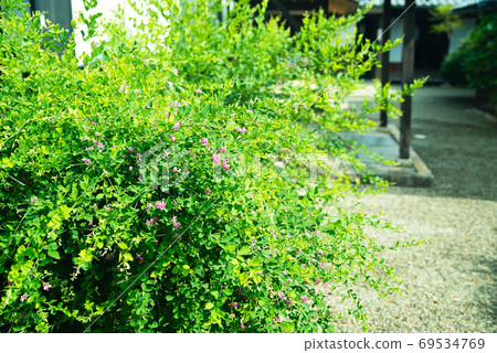 [Important Preservation District for Groups of Traditional Buildings] Bush clover flowers blooming in the garden of a traditional townhouse in the Joto townscape preservation district, Tsuyama City, Okayama Prefecture 69534769