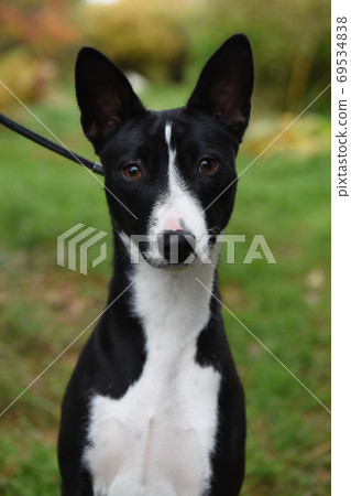Black and white Basenji dog portrait on nature Black and white Basenji dog portrait on nature 69534838