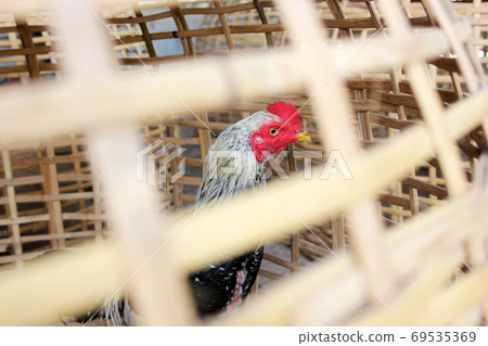 Close up cock in bamboo coop. Close up, fighting cock looking 69535369
