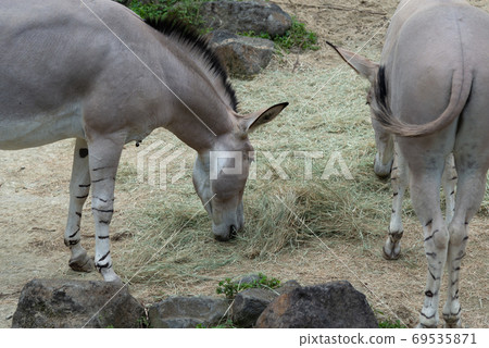 動物 台北市動物園 台北木柵動物園 非洲野驢 69535871