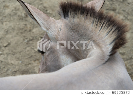 Animals Taipei City Zoo Taipei Muzha Zoo African Wild Ass 69535873