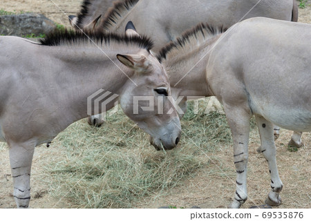 動物 台北市動物園 台北木柵動物園 非洲野驢 69535876