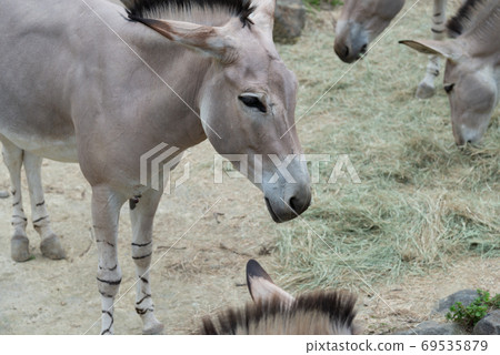 Animals Taipei City Zoo Taipei Muzha Zoo African Wild Ass 69535879