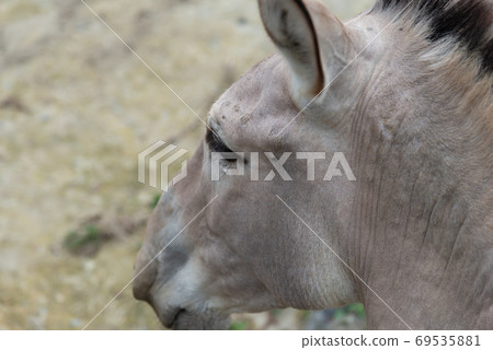 動物 台北市動物園 台北木柵動物園 非洲野驢 69535881