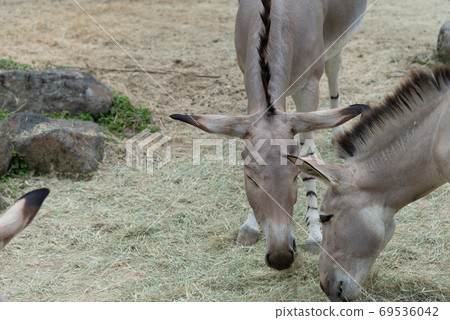 Animals Taipei City Zoo Taipei Muzha Zoo African Wild Ass 69536042