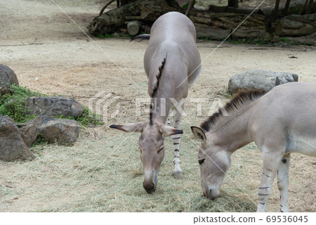 動物 台北市動物園 台北木柵動物園 非洲野驢 69536045