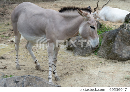 Animals Taipei City Zoo Taipei Muzha Zoo African Wild Ass Animals Taipei City Zoo Taipei Muzha Zoo African Wild Ass 69536047