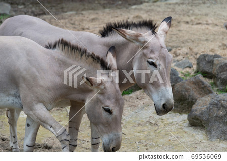 Animals Taipei City Zoo Taipei Muzha Zoo African Wild Ass 69536069