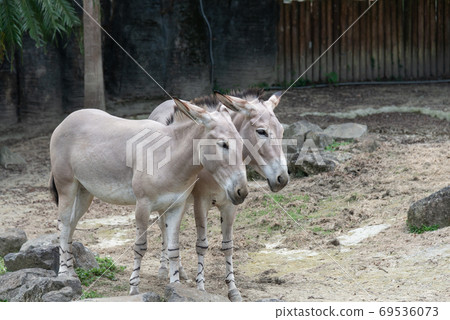 動物 台北市動物園 台北木柵動物園 非洲野驢 動物 台北市動物園 台北木柵動物園 非洲野驢 69536073