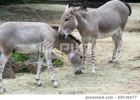 動物 台北市動物園 台北木柵動物園 非洲野驢 69536077