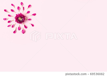 pink chrysanthemum on a pink background with a space for text. layout of pink and green petals on a 69536082