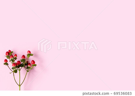 Hypericum perforatum, Red St. John's wort on a pink background, banner, postcard, advertising 69536083