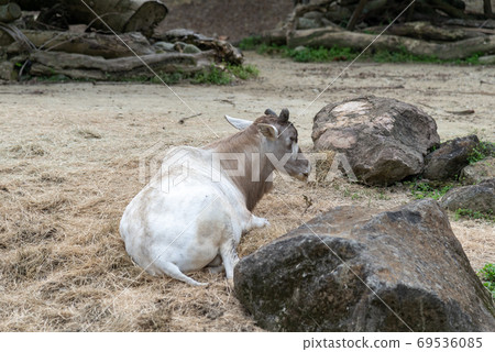 動物 台北市動物園 台北木柵動物園 69536085