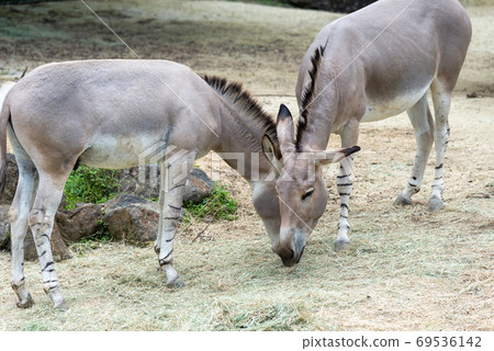 Animals Taipei City Zoo Taipei Muzha Zoo African Wild Ass 69536142