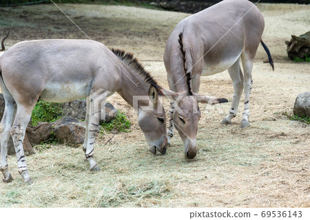 動物 台北市動物園 台北木柵動物園 非洲野驢 69536143