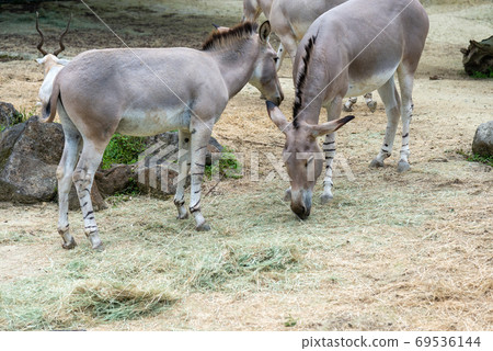 動物 台北市動物園 台北木柵動物園 非洲野驢 動物 台北市動物園 台北木柵動物園 非洲野驢 69536144