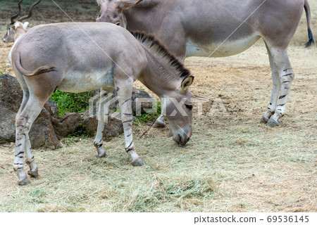 動物 台北市動物園 台北木柵動物園 非洲野驢 69536145