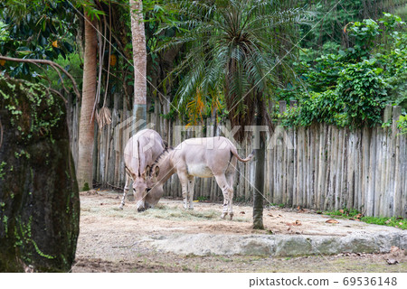 動物 台北市動物園 台北木柵動物園 非洲野驢 動物 台北市動物園 台北木柵動物園 非洲野驢 69536148