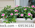 長春花 69536182