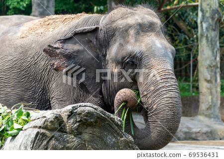 動物 台北市動物園 台北木柵動物園 大象 69536431
