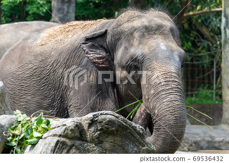 動物 台北市動物園 台北木柵動物園 大象 動物 台北市動物園 台北木柵動物園 大象 69536432