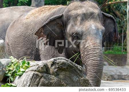 動物 台北市動物園 台北木柵動物園 大象 69536433