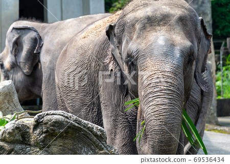 Animal Taipei City Zoo Taipei Muzha Zoo Elephant 69536434