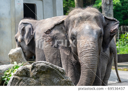 Animal Taipei City Zoo Taipei Muzha Zoo Elephant Animal Taipei City Zoo Taipei Muzha Zoo Elephant 69536437