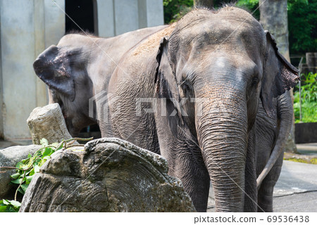 Animal Taipei City Zoo Taipei Muzha Zoo Elephant Animal Taipei City Zoo Taipei Muzha Zoo Elephant 69536438