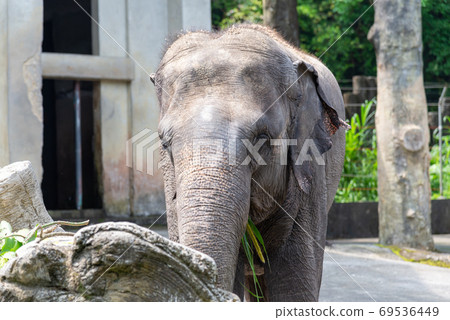 動物 台北市動物園 台北木柵動物園 大象 69536449