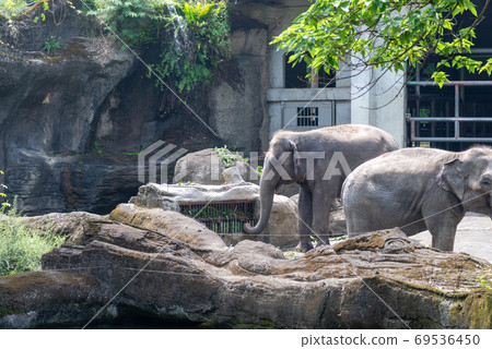Animal Taipei City Zoo Taipei Muzha Zoo Elephant Animal Taipei City Zoo Taipei Muzha Zoo Elephant 69536450
