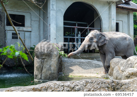 動物 台北市動物園 台北木柵動物園 大象 動物 台北市動物園 台北木柵動物園 大象 69536457