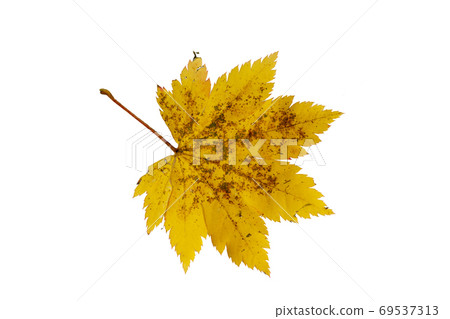 Close-up of autumn leaf on white background Close-up of autumn leaf on white background 69537313