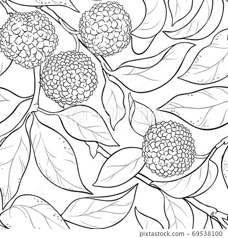 calodendrum vector pattern 69538100