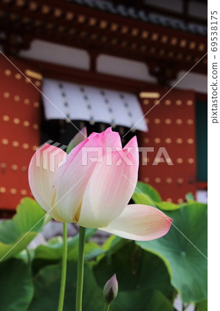 哈斯和藥師寺 哈斯和藥師寺 69538175