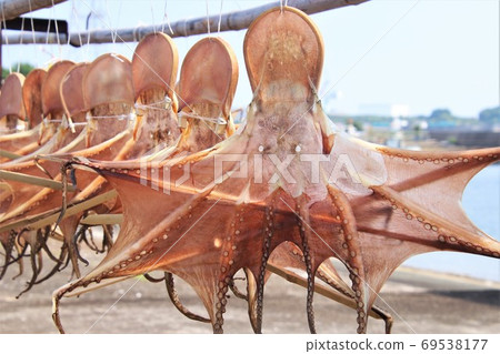 Sun-dried octopus at Harima fishing port Sun-dried octopus at Harima fishing port 69538177