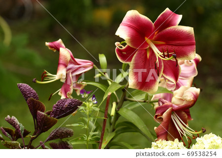 red lily flower close up photo on green summer garden background red lily flower close up photo on green summer garden background 69538254