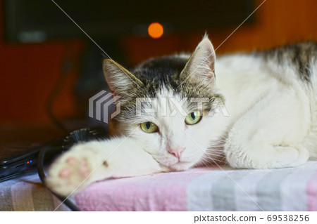 funny cat lay on table working place with computer monitor on the background funny cat lay on table working place with computer monitor on the background 69538256